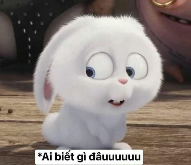 Ảnh ai biết gì đâu phản thỏ trắng lúng túng