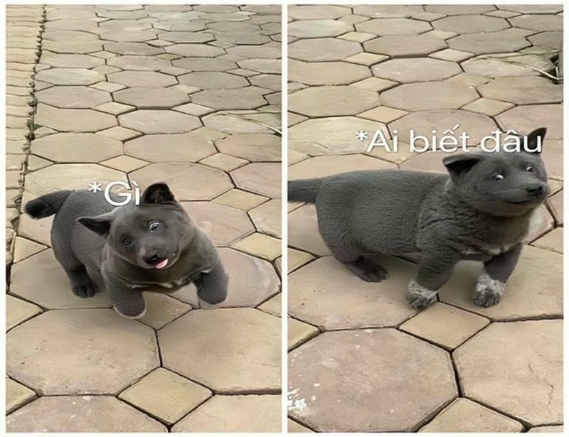Ảnh meme ai biết gì đâu biểu cảm chó đen