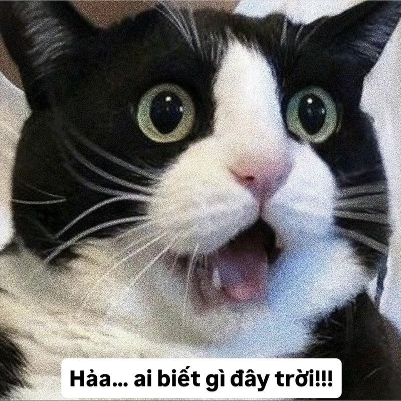 Ảnh meme ai biết gì đâu biểu cảm ngây ngô buồn cười
