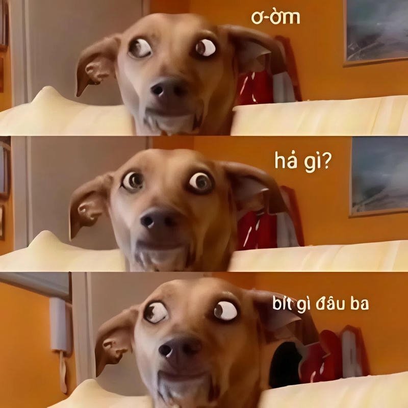 Ảnh meme ai biết gì đâu chó có đôi mắt liếc