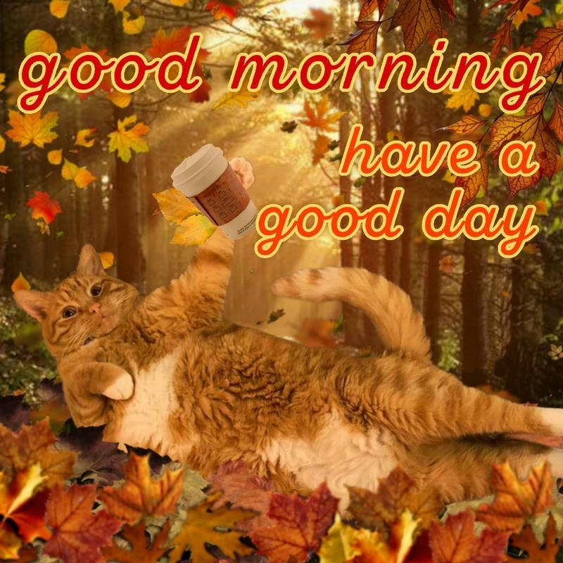 Ảnh meme chào buổi sáng đáng yêu đầy năng lượng
