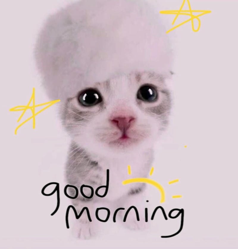 Ảnh meme chào buổi sáng vui nhộn bắt đầu ngày mới