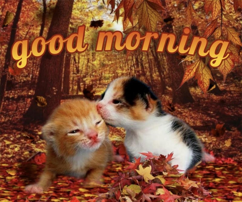 Ảnh meme chào buổi sáng vui tươi mang năng lượng tích cực