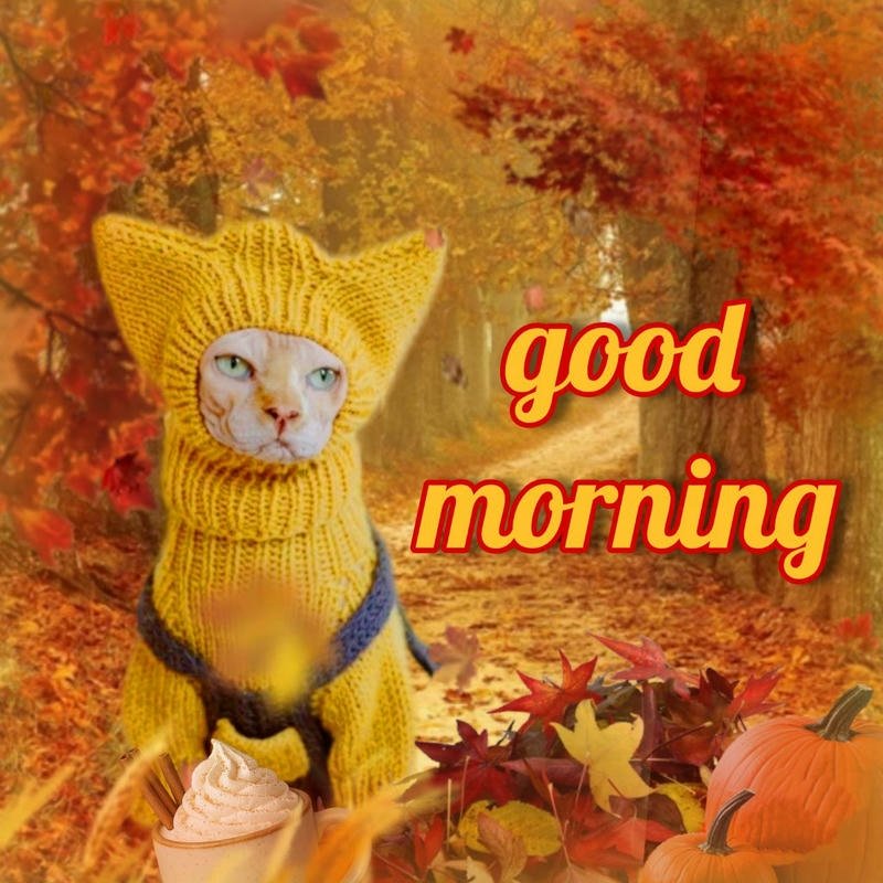 Ảnh meme chào buổi sáng vui tươi nhẹ nhàng tích cực