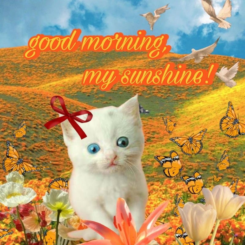 Ảnh meme chào buổi sáng vui vẻ khởi đầu ngày mới