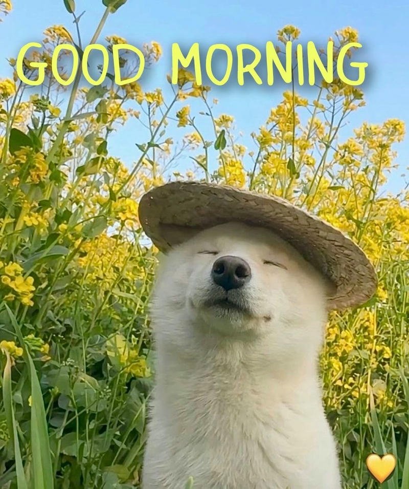 Ảnh meme chào buổi sáng vui vẻ năng lượng tích cực