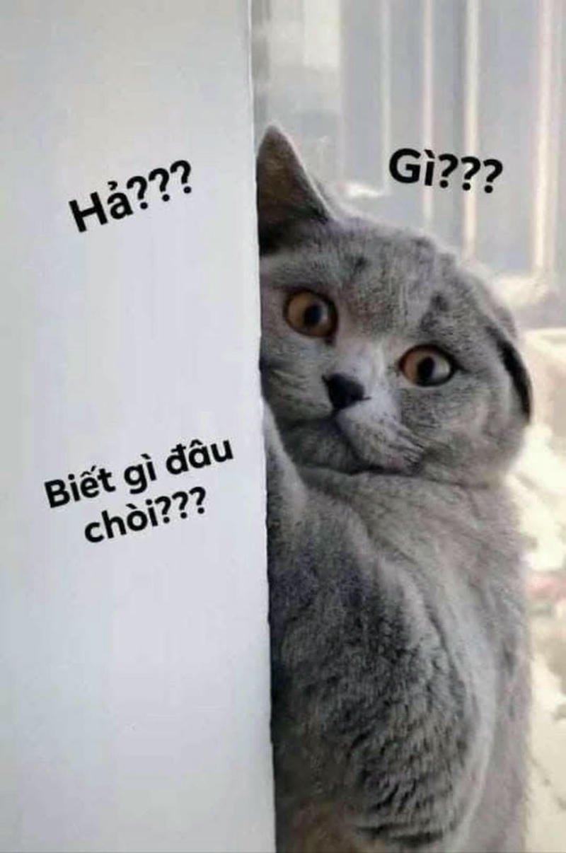 Ảnh meme con mèo ai biết gì đâu biểu cảm hài