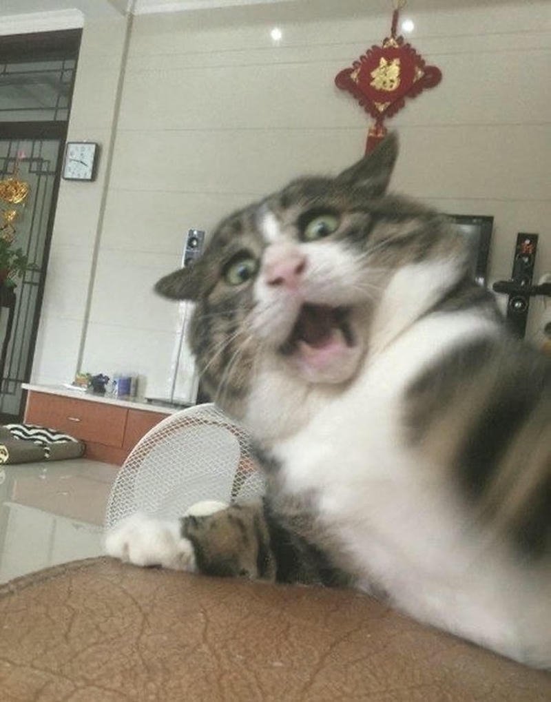 Ảnh meme con mèo hốt hoảng cực kỳ hoang mang