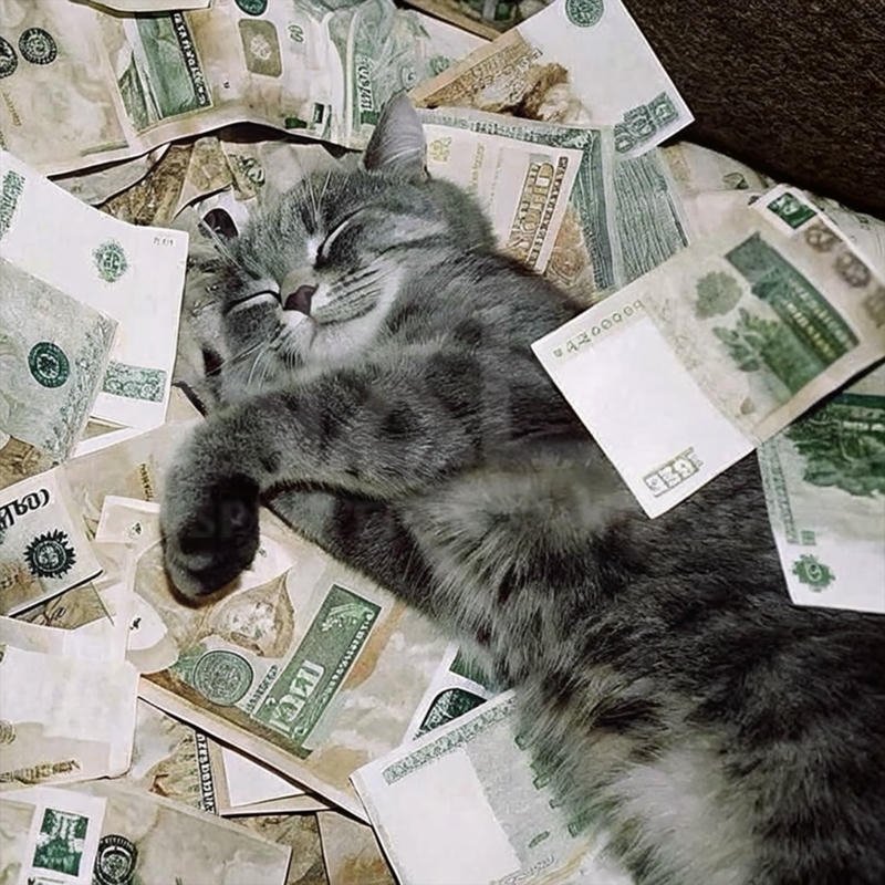 Ảnh meme hài chú mèo ôm tiền biểu cảm mãn nguyện