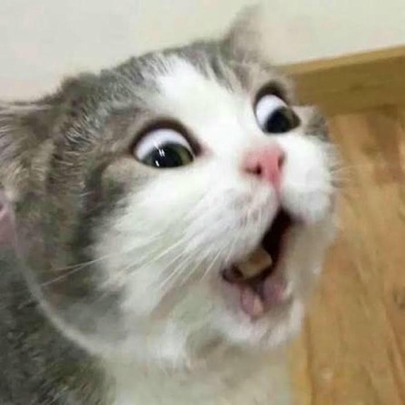 Ảnh mèo meme hốt hoảng vô cùng hài