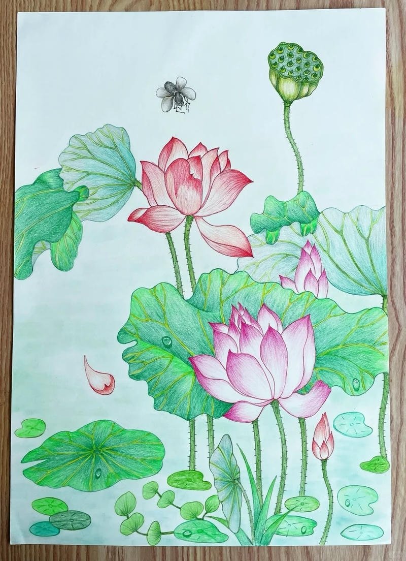 Bản vẽ vẽ tranh hoa sen cho người học vẽ