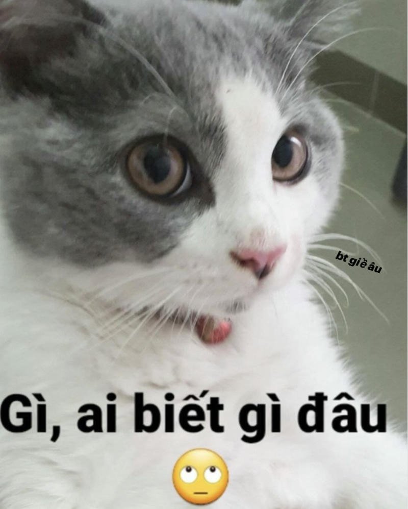 Bức hình meme ai biết gì đâu biểu cảm vô tội buồn cười