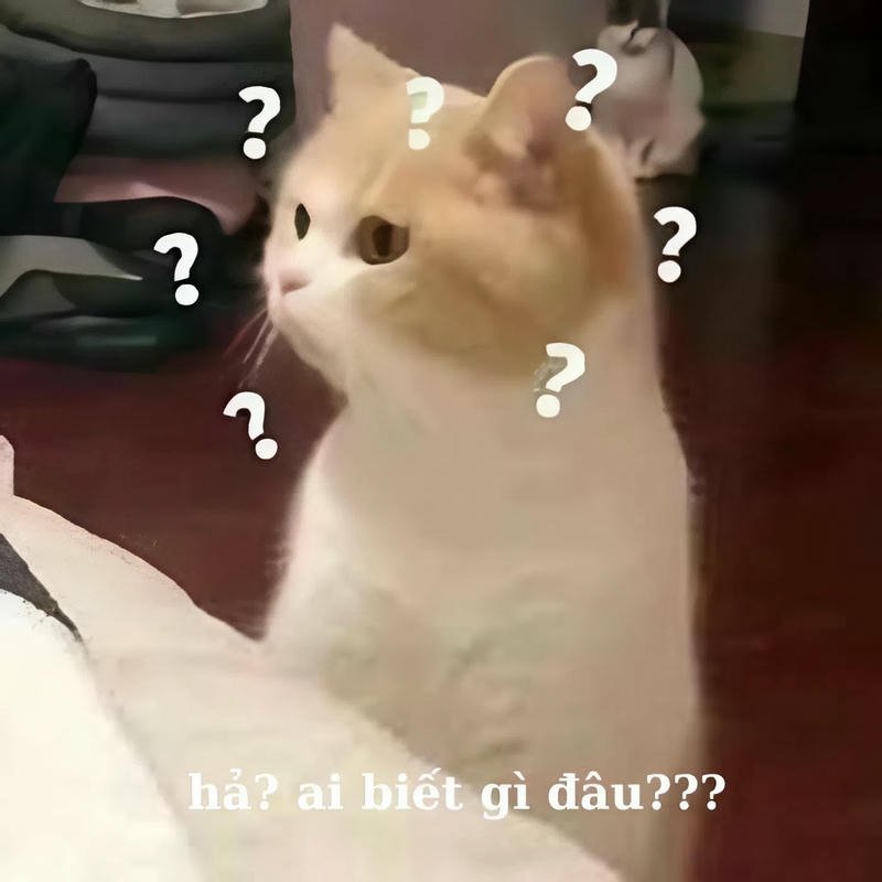 Bức hình meme ai biết gì đâu con mèo vô tri gây cười