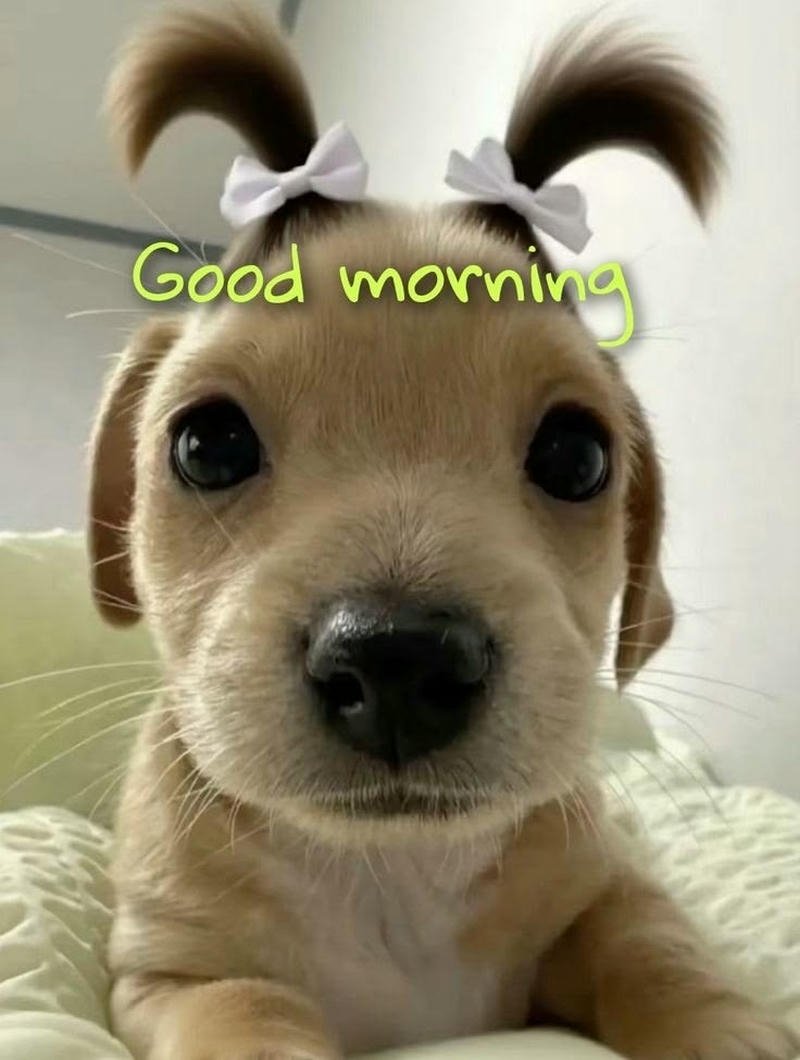 Bức hình meme chào buổi sáng dễ thương vui nhộn