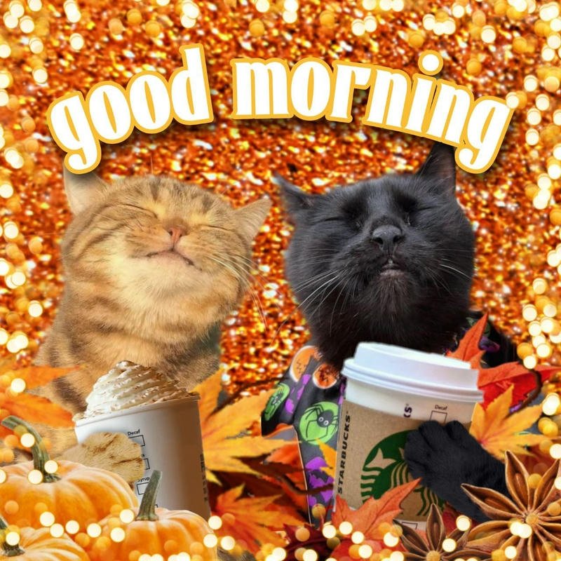 Bức hình meme chào buổi sáng dễ thương vui vẻ