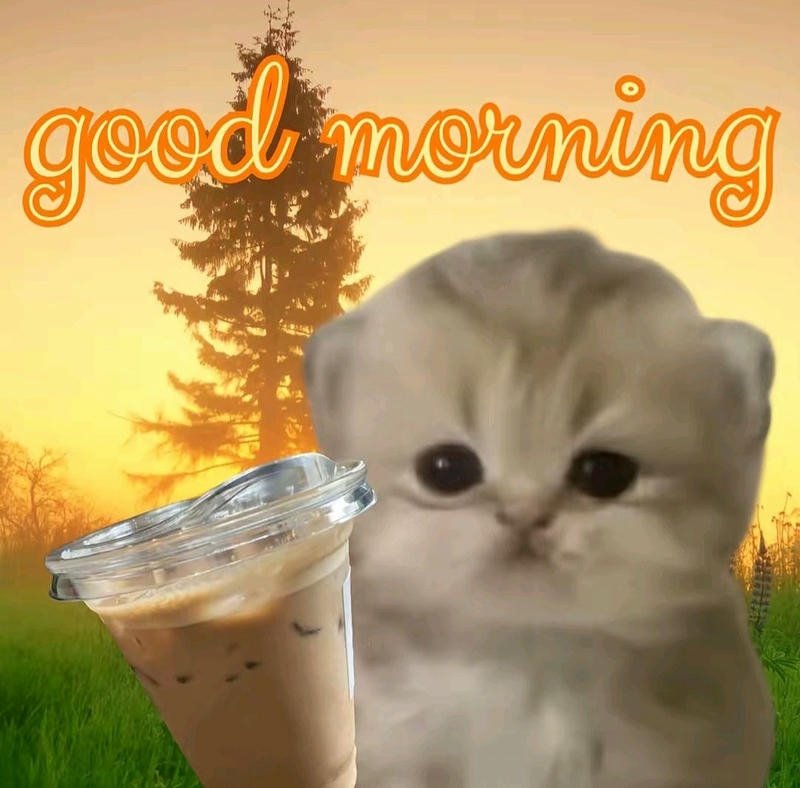 Bức hình meme chào buổi sáng ngộ nghĩnh vui vẻ