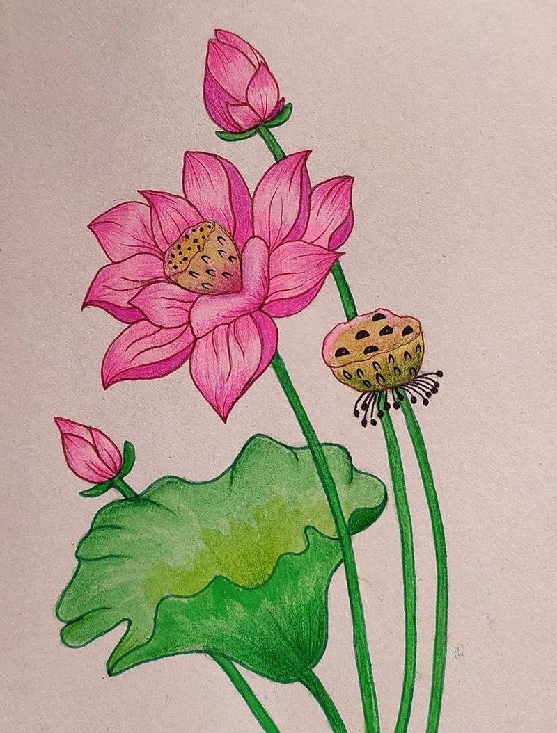 Hình ảnh hoa sen tranh vẽ giữa đầm sen xanh