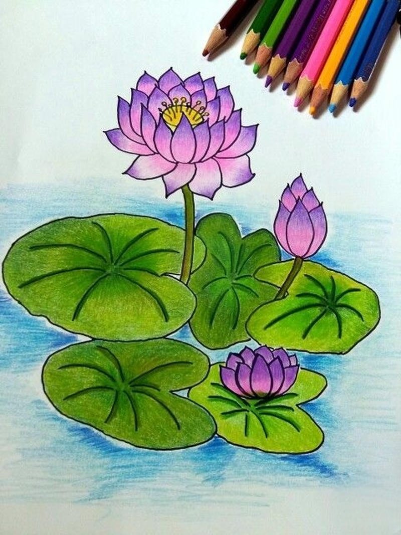 Hình ảnh hoa sen tranh vẽ phong cách nhẹ nhàng