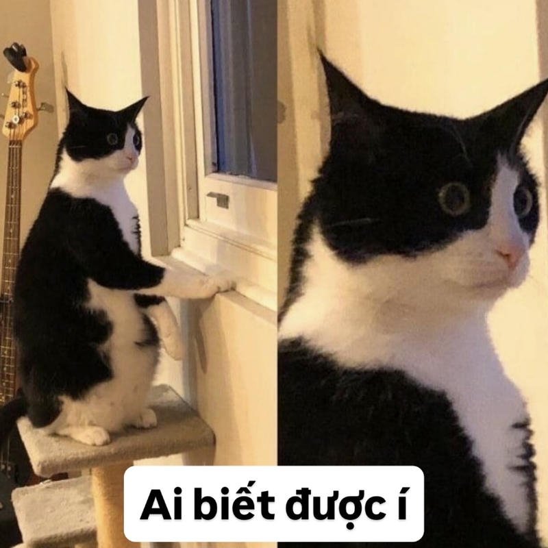 Hình ảnh meme ai biết gì đâu con mèo tình bơ