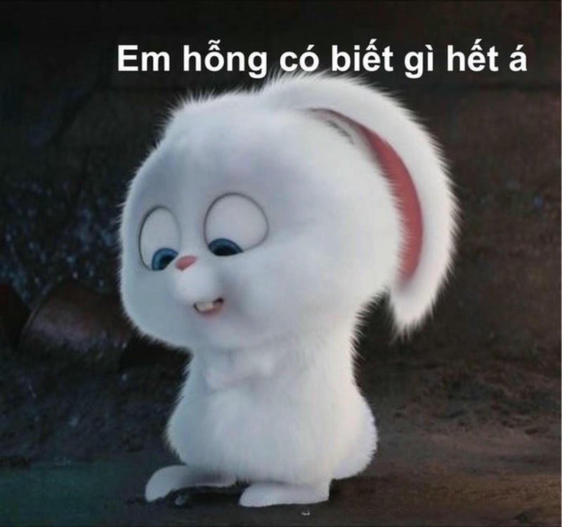 Hình ảnh meme ai biết gì đâu con thỏ bẽn lẽn