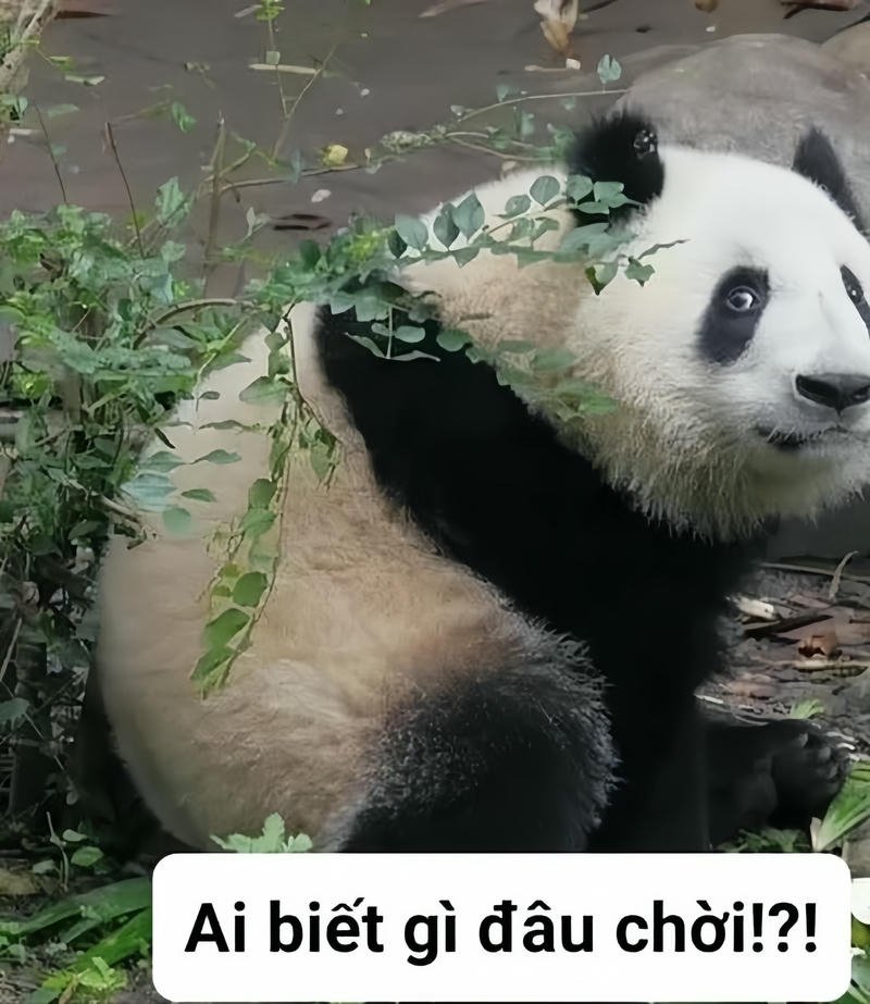Hình ảnh meme ai biết gì đâu gấu trúc hài
