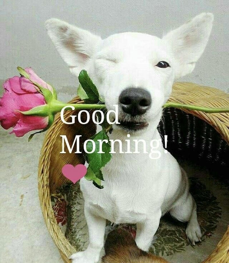 Hình ảnh meme chào buổi sáng vui vẻ đầy năng lượng