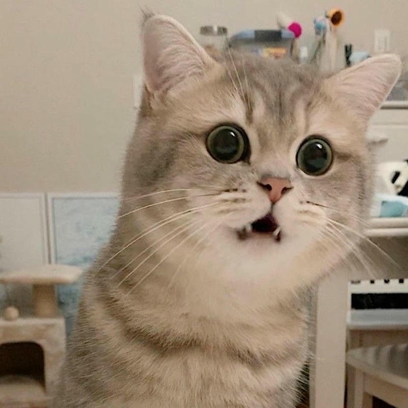 Hình ảnh meme hốt hoảng phản ứng cực mạnh