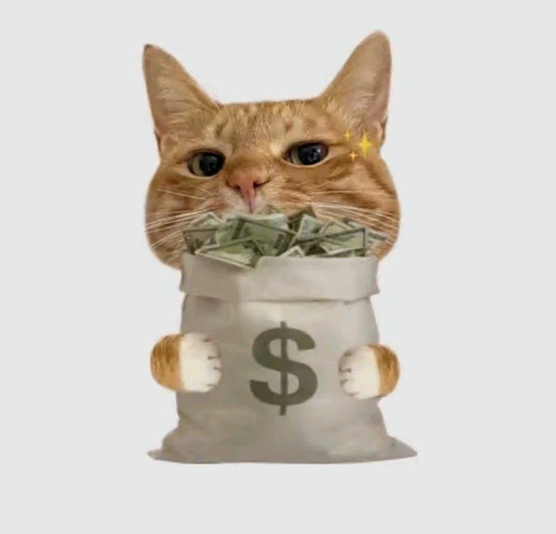 Hình ảnh mèo phát hiện túi tiền cực phấn khích meme