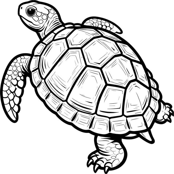 Hình phác họa rùa nhỏ xinh dành cho trẻ