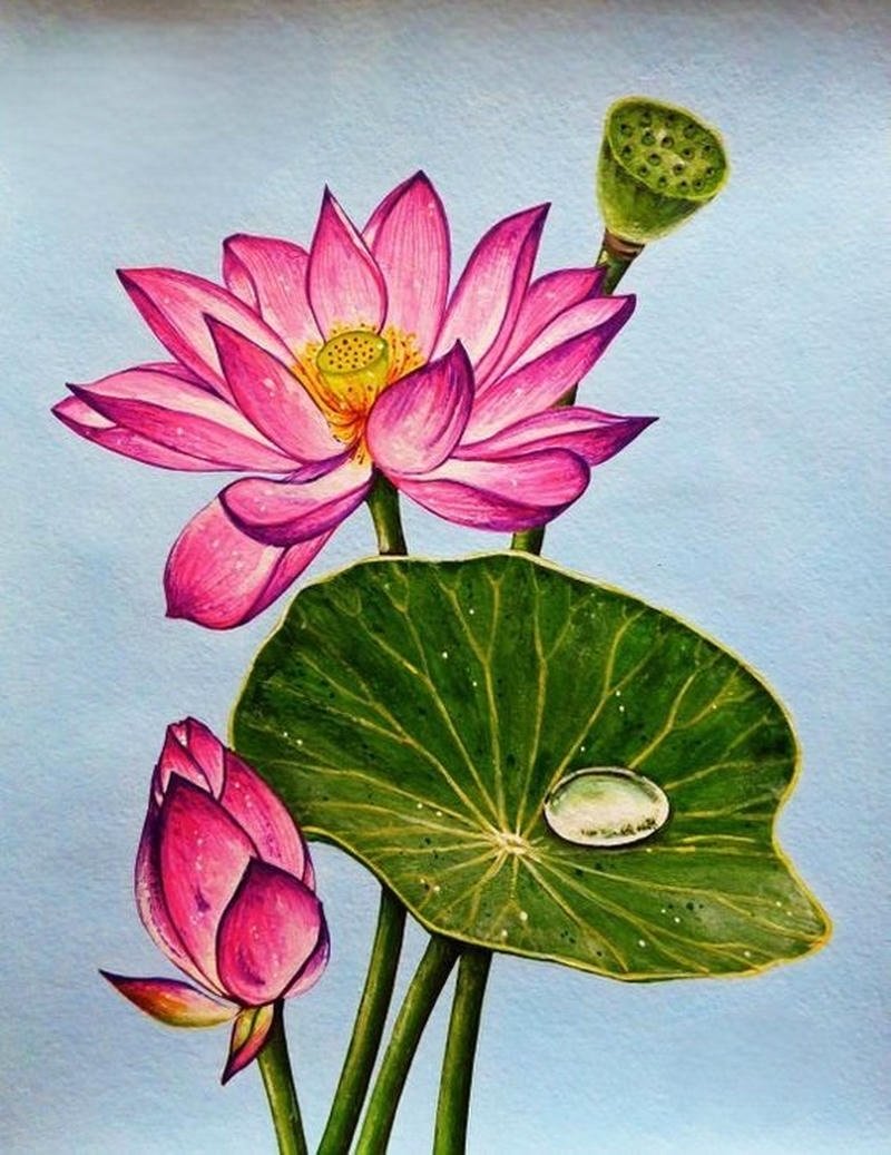 Hình vẽ hoa sen đơn giản cho người học mỹ thuật