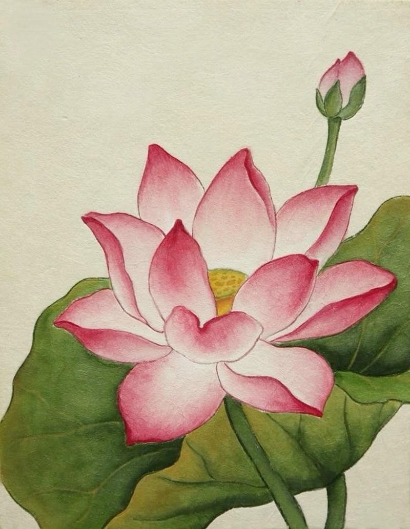 Hình vẽ hoa sen nở đẹp trên mặt hồ trong trẻo
