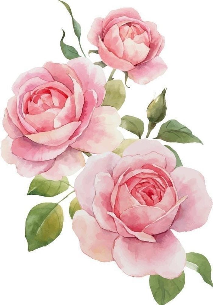 Không gian lãng mạn tái hiện qua vẽ tranh hoa hồng