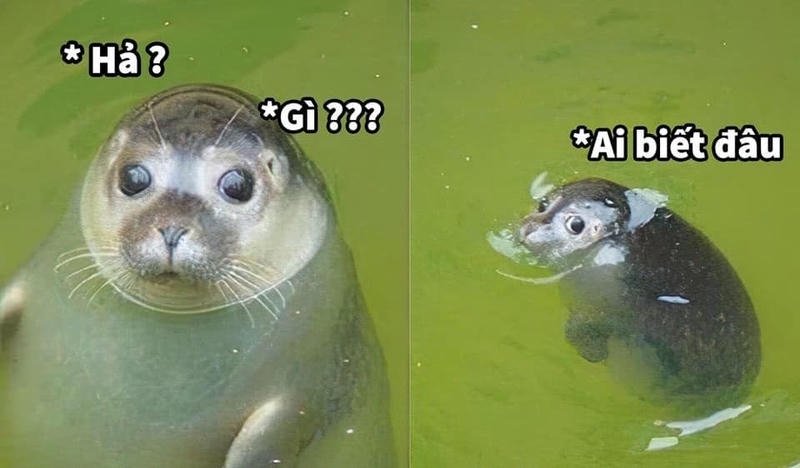 Meme ai biết gì đâu gương mặt ngây thơ hài hước