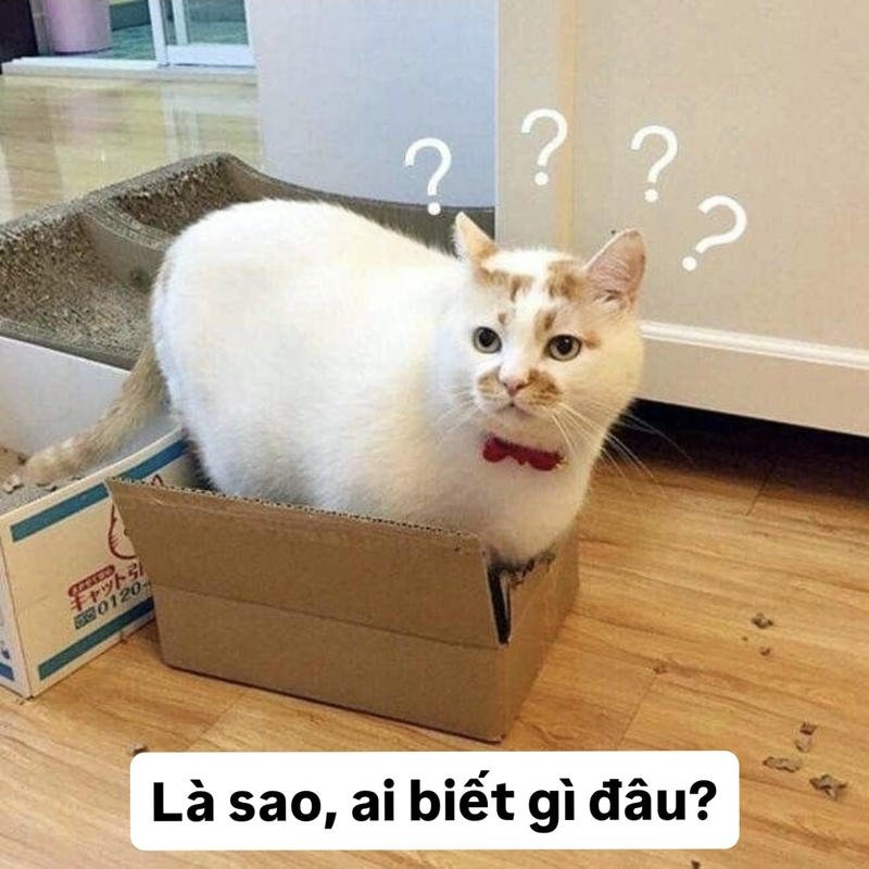 Meme ai biết gì đâu gương mặt vô tội gây cười