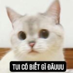 Meme ai biết gì đâu mèo cute