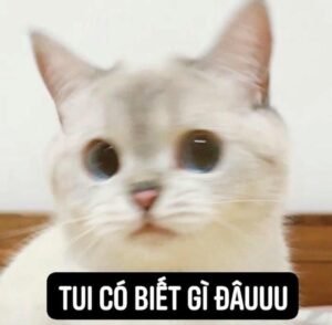 Meme ai biết gì đâu mèo cute