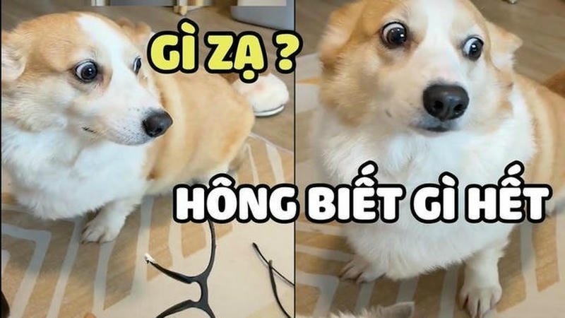 Meme ai biết gì đâu vẻ mặt chó lơ ngơ