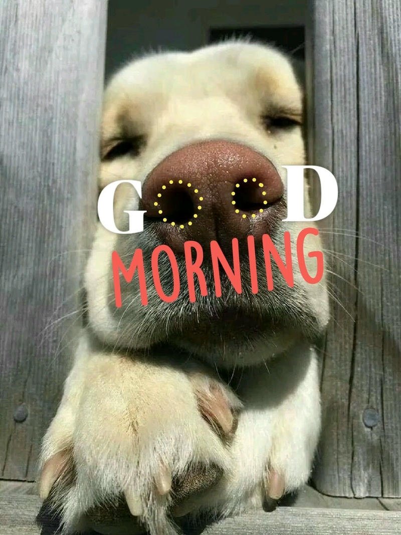 Meme chào buổi sáng chó cực chill