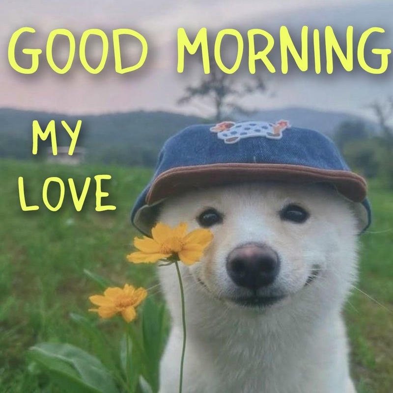 Meme chào buổi sáng con chó trên ruộng