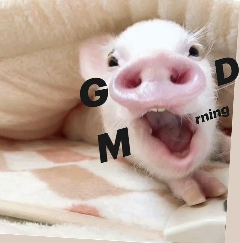 Meme chào buổi sáng con lợn há mồm