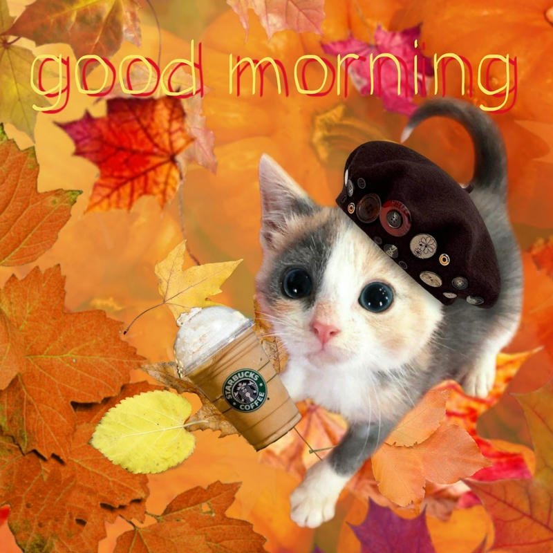 Meme chào buổi sáng dễ thương giúp ngày mới vui