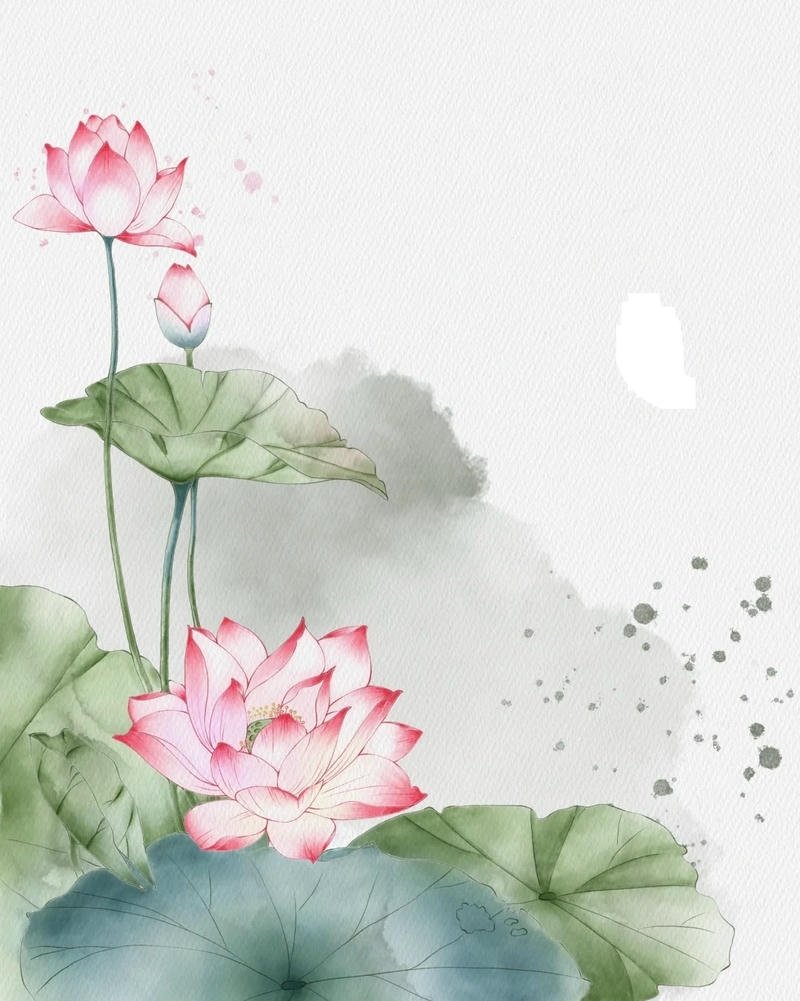 Minh họa vẽ tranh hoa sen với cánh hoa mềm