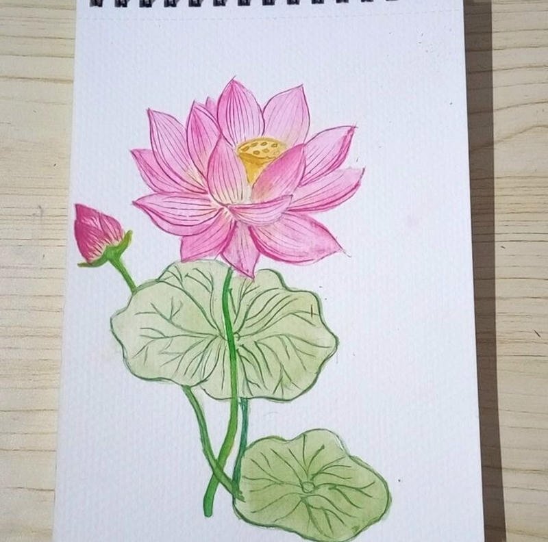 Tranh vẽ hoa sen nghệ thuật với cánh hoa mềm mại