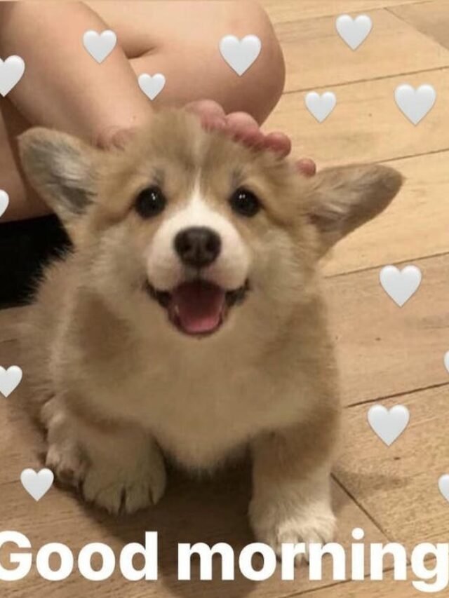 Kho 249+ meme chào buổi sáng giúp ngày mới thêm năng lượng