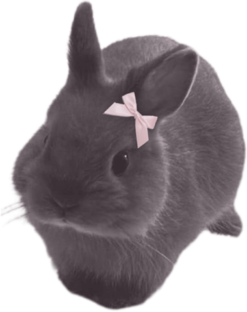 Ảnh con vật làm sticker đáng yêu siêu dễ thương