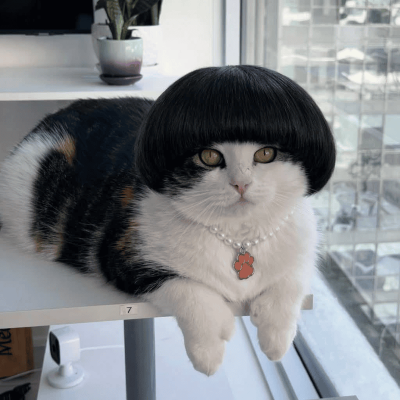 Ảnh meme tóc ngắn cực kỳ dễ dùng trong chat