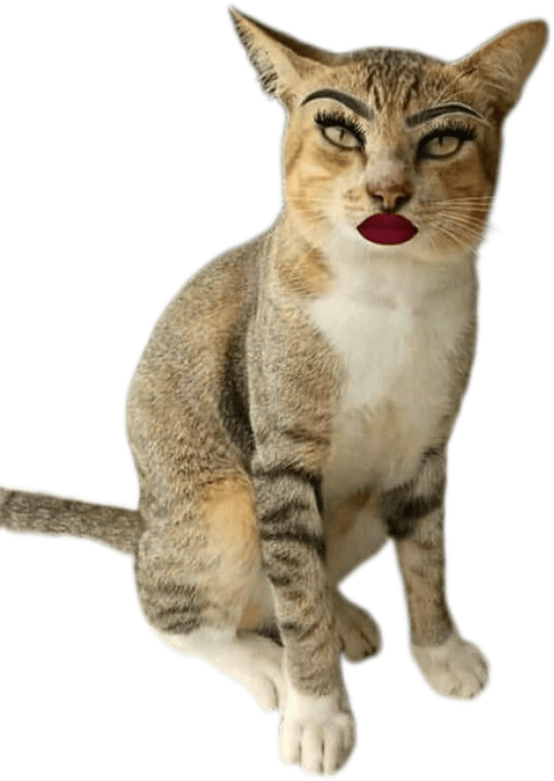 Ảnh mèo làm sticker hài hước biểu cảm bá đạo