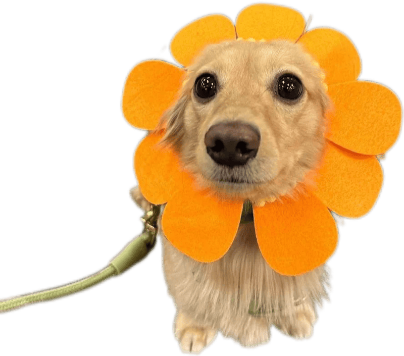 Ảnh sticker con vật dễ thương mặ hoa