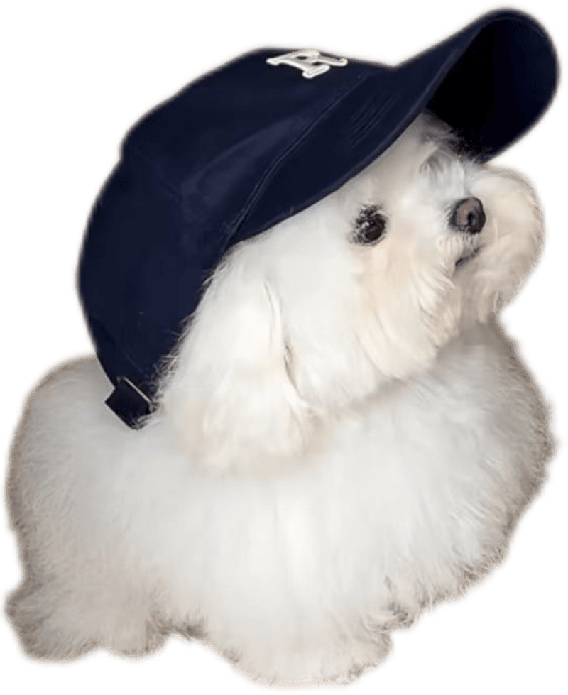 Ảnh sticker con vật hài hước đội mũ