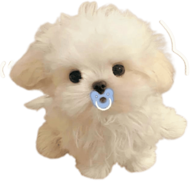 Ảnh sticker con vật vui nhộn mang lại niềm vui